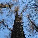 Aukščiausias Lietuvos medis